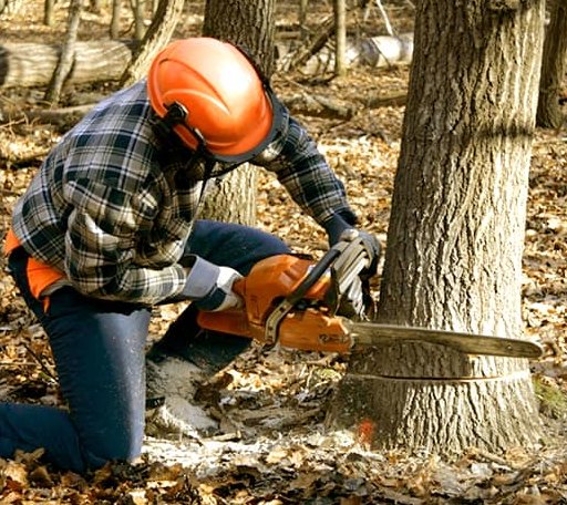 Tree Removal in Shiloh, TN